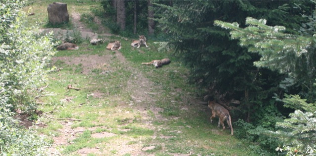 Les loups du Parc Alpha.