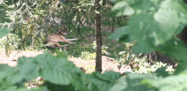 Les loups du Parc Alpha au Boréon, dans le Mercantour.