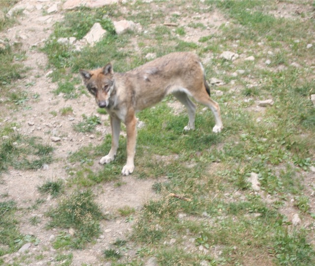 Les loups du Parc Alpha au Boréon, dans le Mercantour.