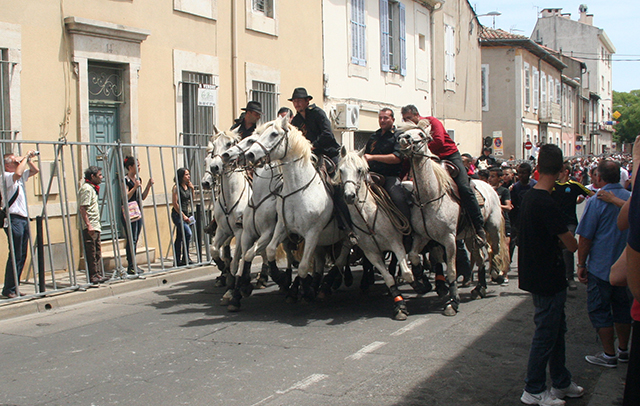 gardians lors d'une abrivado de la feria de Nîmes 2014