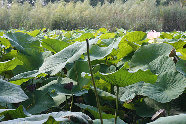 Lotus géants de l'étang de fontmerle
