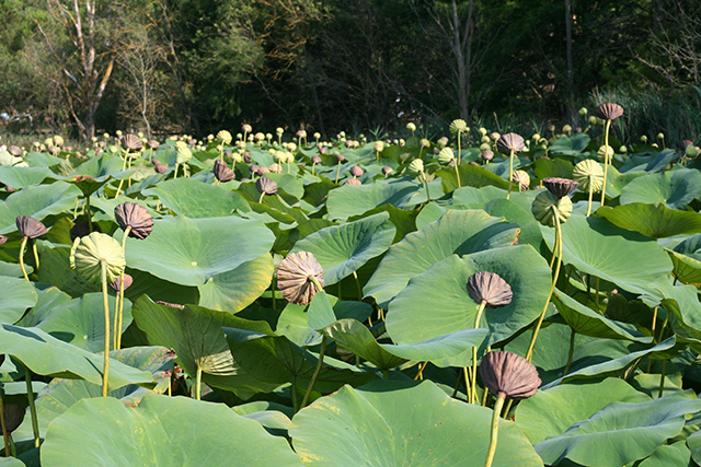 Lotus géants de l'étang de fontmerle.