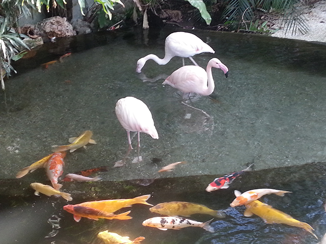 flamants rose du Parc Phoenix à Nice