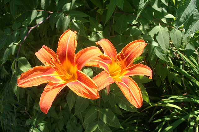 fleur de lys du Parc Phoenix à Nice