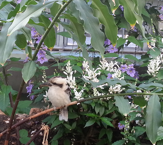 oiseau du Parc Phoenix à Nice