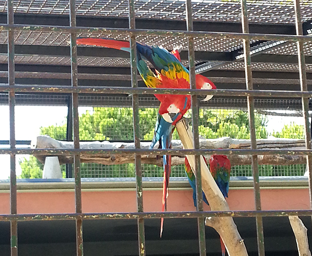 perroquets du Parc Phoenix à Nice