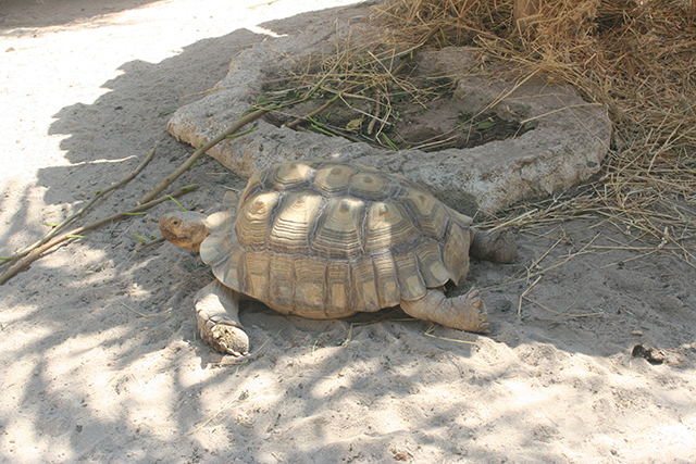 tortue géante du Parc Phoenix à Nice