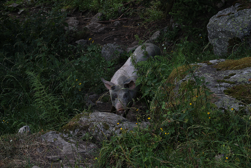 Cochon du Boréon.