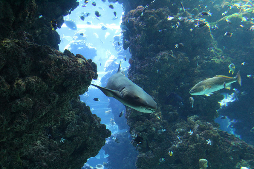 Requin du musée océanographique de Monaco.