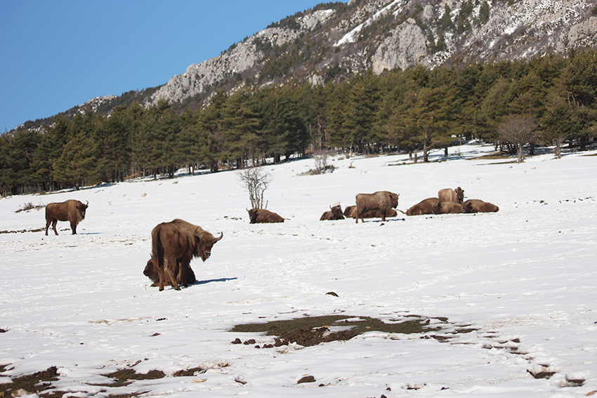Bisons de la Réserve des Monts d'Azur, à Thorenc.