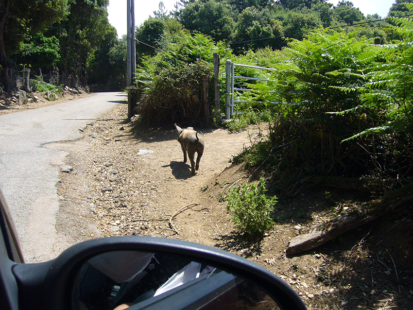 Cochon corse au bord de la route.