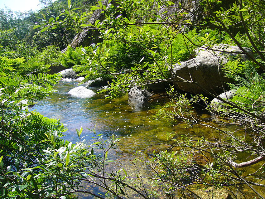 Randonnée nature en Corse, le long du ruisseau de Monticchi.