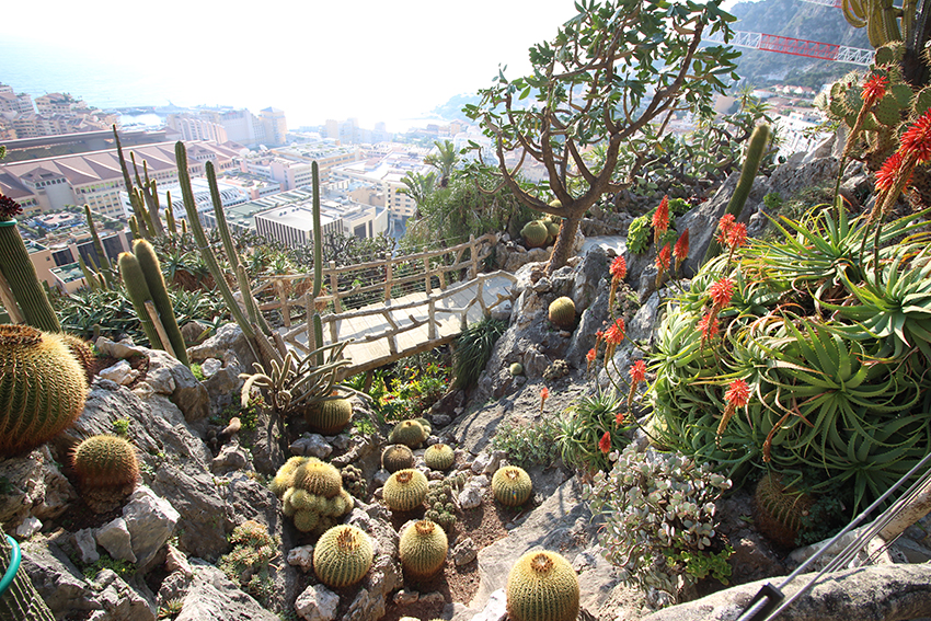 Découverte des cactus lors de notre visite du jardin exotique de Monaco.