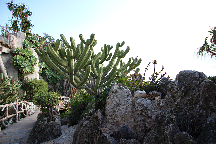 Découverte des cactus lors de notre visite du jardin exotique de Monaco.