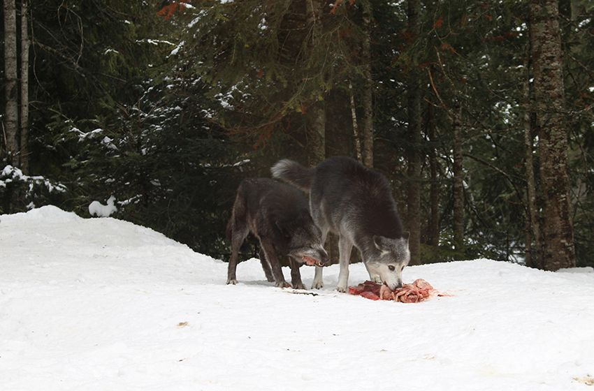 Repas des loups du parc Alpha en hiver, sous la neige.