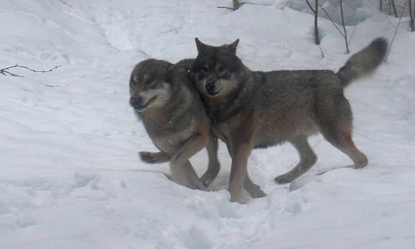 Les loups du parc Alpha en hiver, sous la neige.