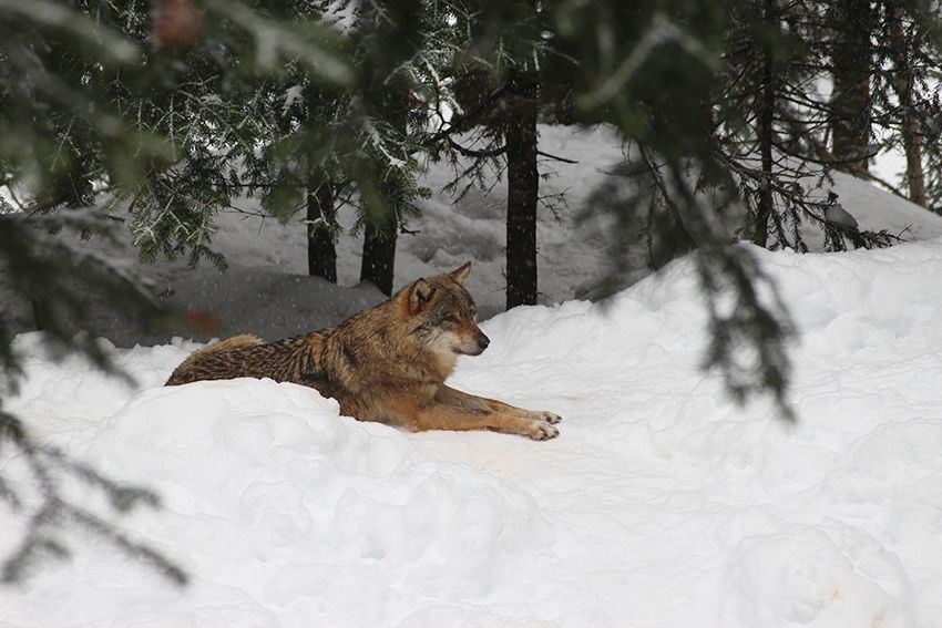 Loup du parc Alpha en hiver, sous la neige.