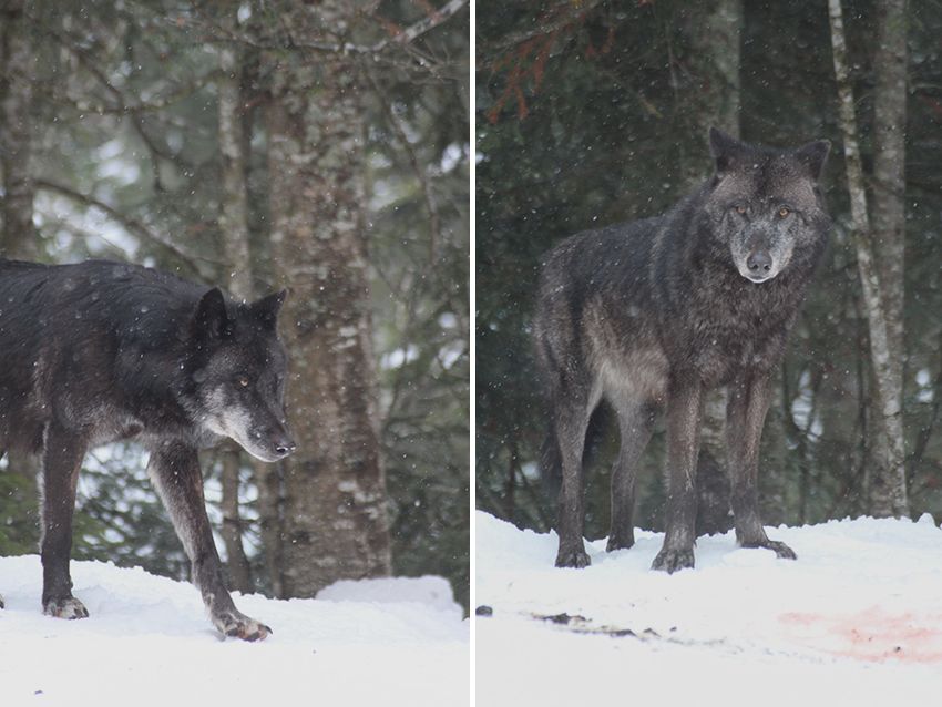 Les loups du parc Alpha en hiver, sous la neige.