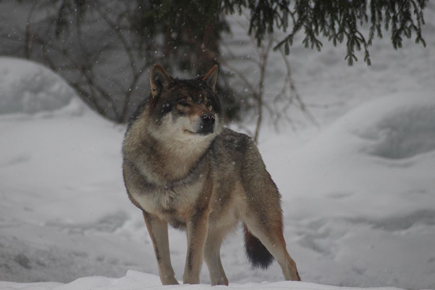 Loup du parc Alpha en hiver, sous la neige.