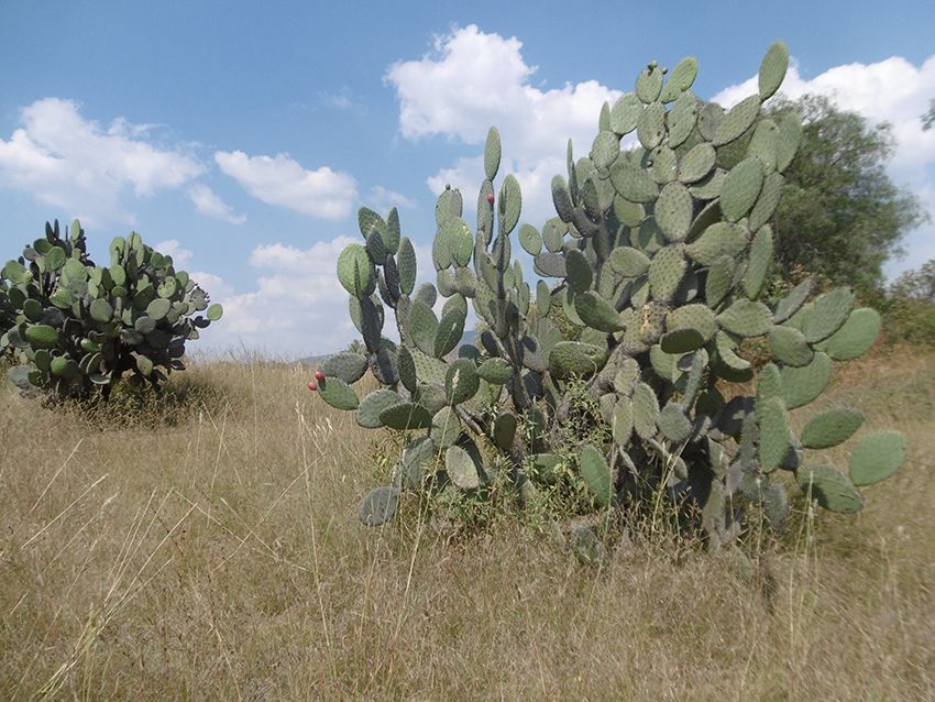Cactus mexicain comestible des figuiers de barbarie.
