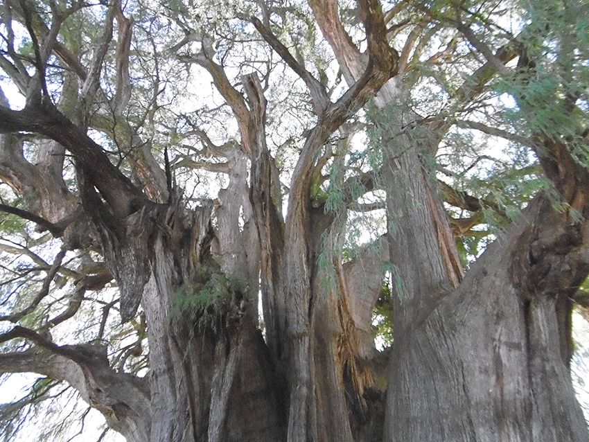 Tronc du plus gros arbre du monde : el Tule au Mexique. 