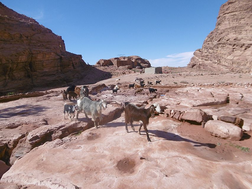 Chèvres sur la route pour le monastère de Petra en Jordanie.