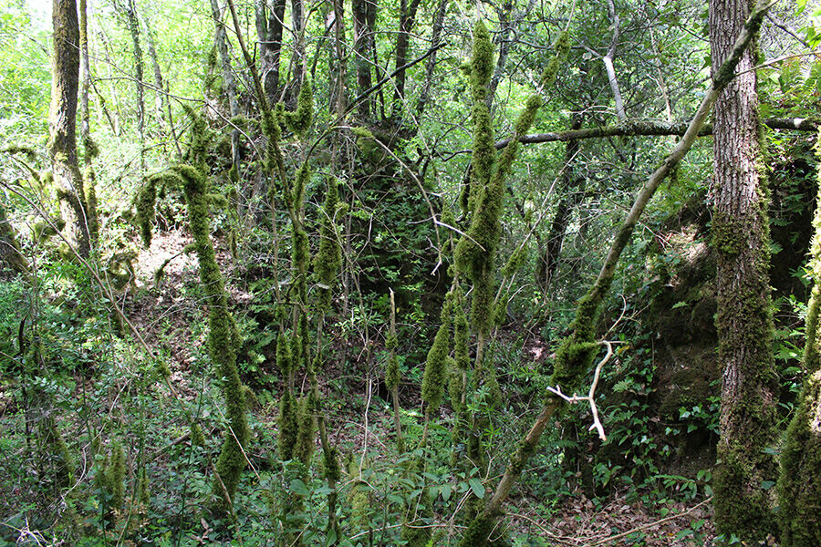 Forêt de Saint-Cézaire sur Siagne.