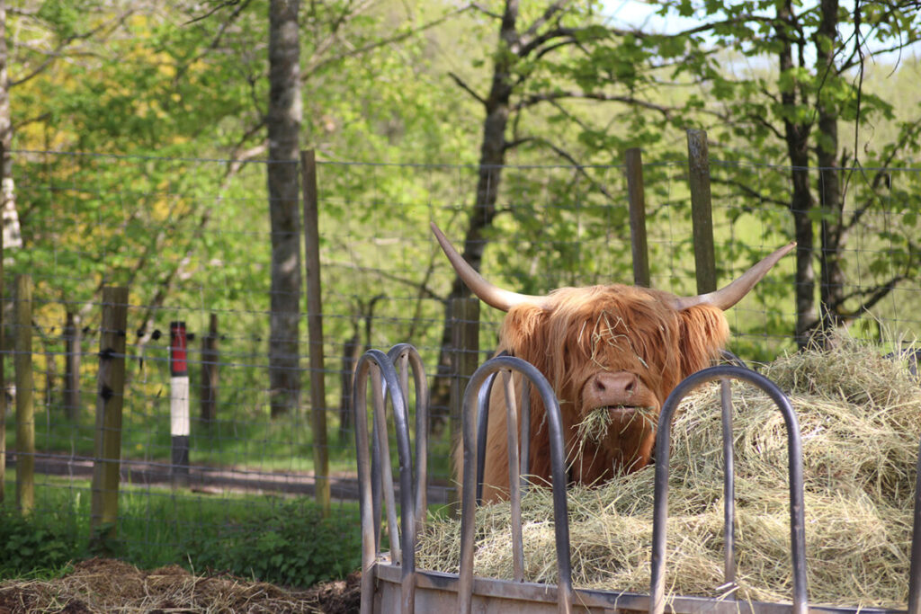 Highland cow, vache écossaise.