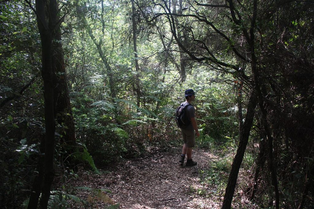 Marche dans la forêt de La Valmasque, randonnée antiboise.