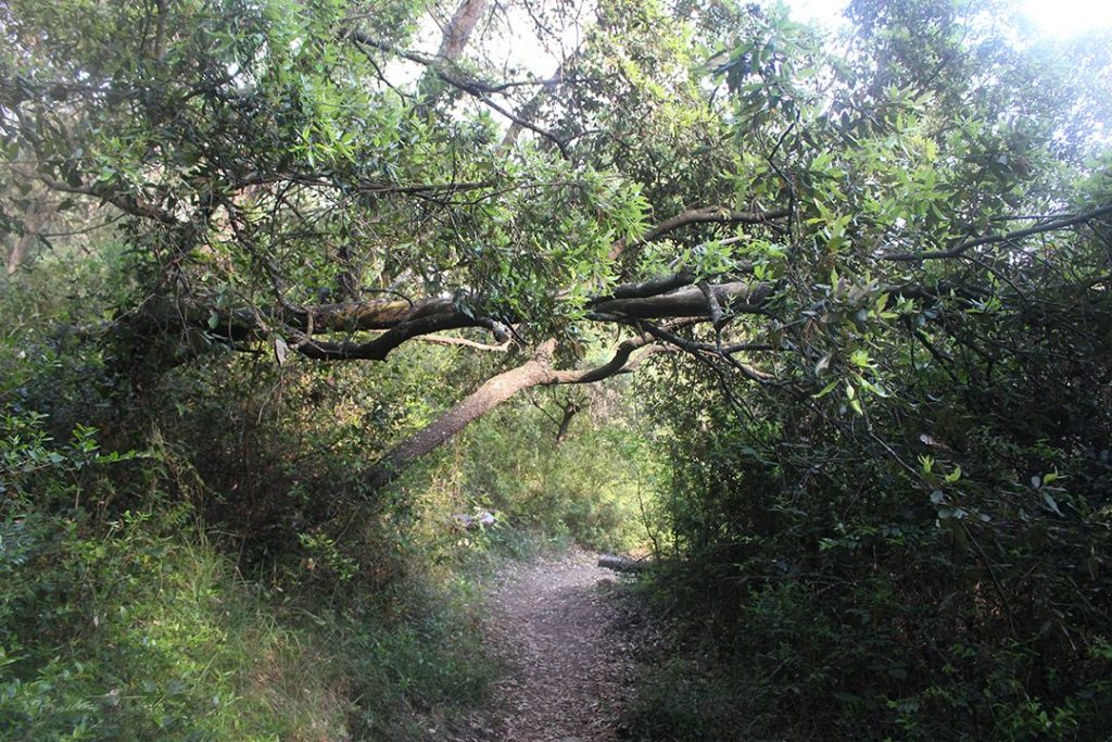 Sentier de randonnée dans la forêt de La Valmasque.