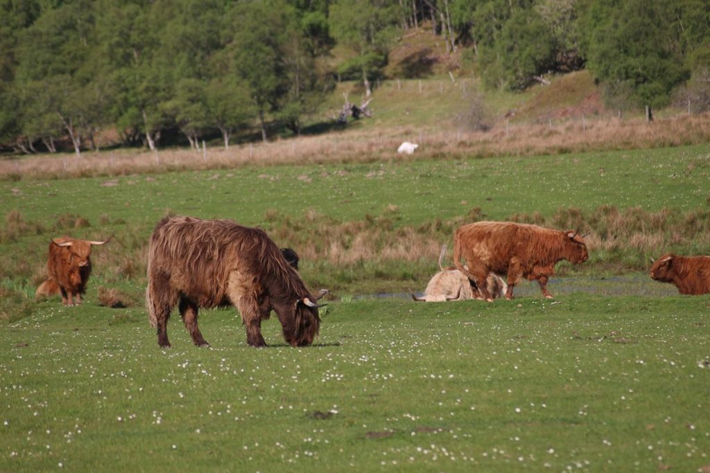 Highland cow, les vaches écossaisses, dans une ferme de Foyers.