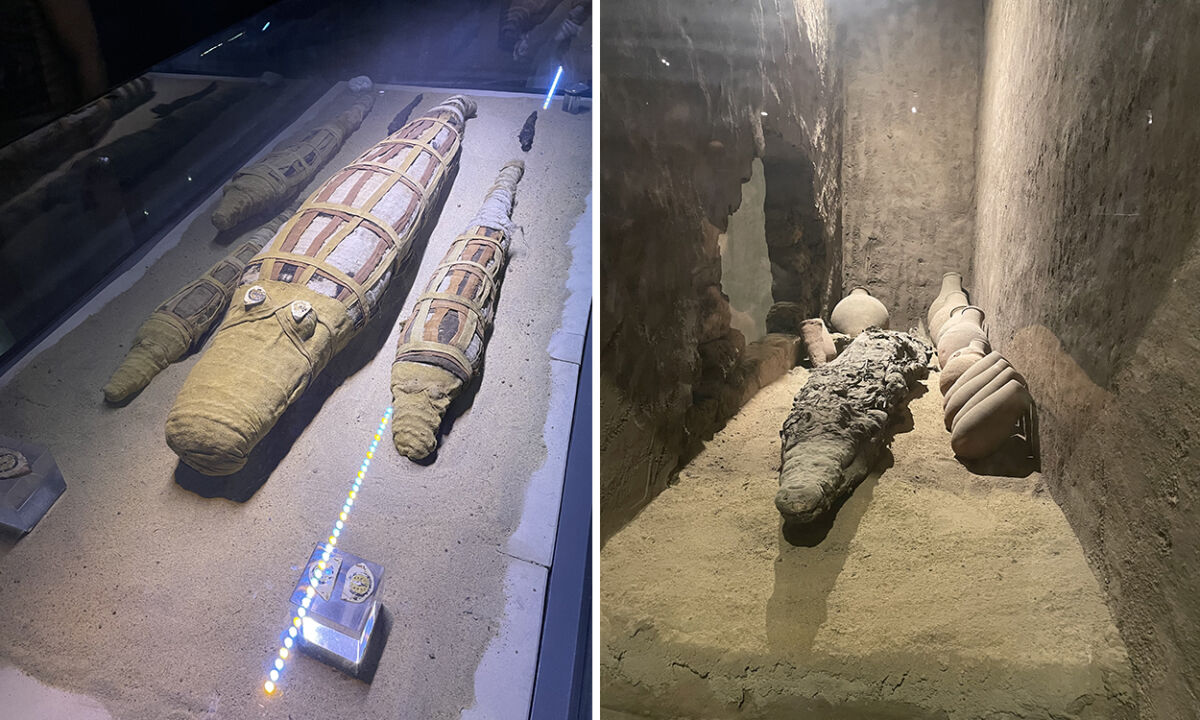 Crocodiles momifiés du musée de Kom Ombo en Égypte.