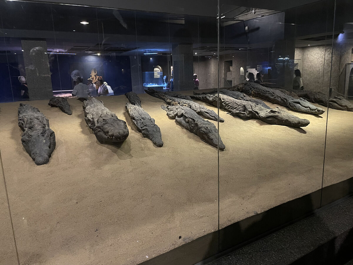Musée du crocodile momifié à Kom Ombo en Égypte.
