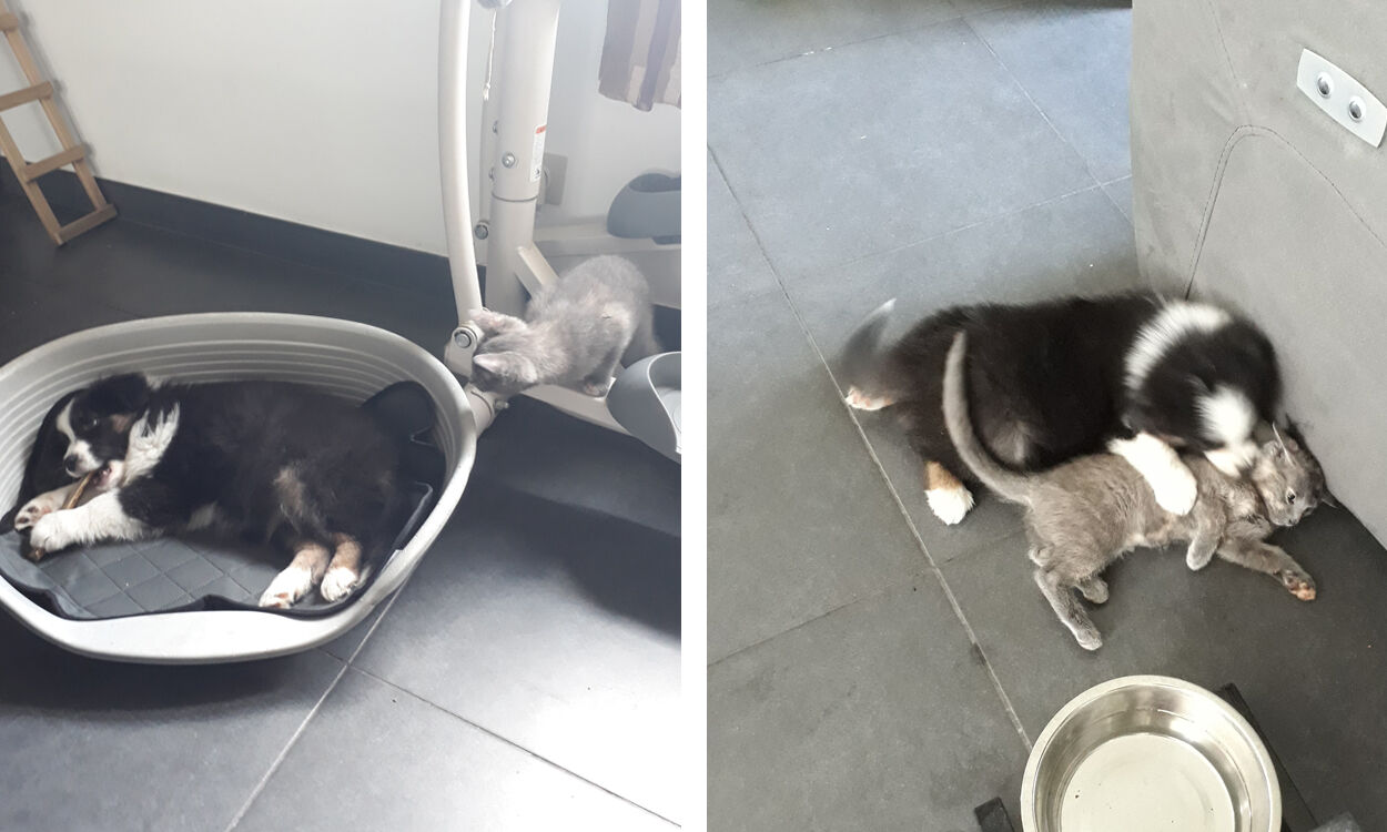 Chiot et chaton adoptés en même temps.
