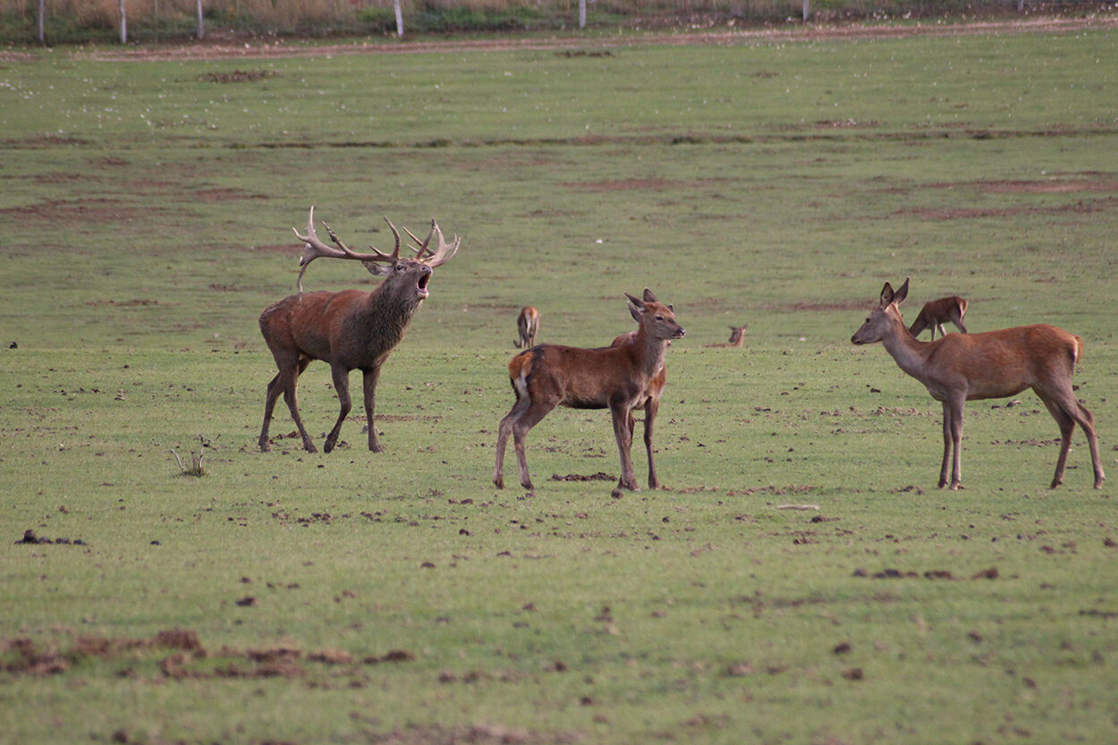 Brame du cerf dans la Réserve des Monts d'Azur à Thorenc.