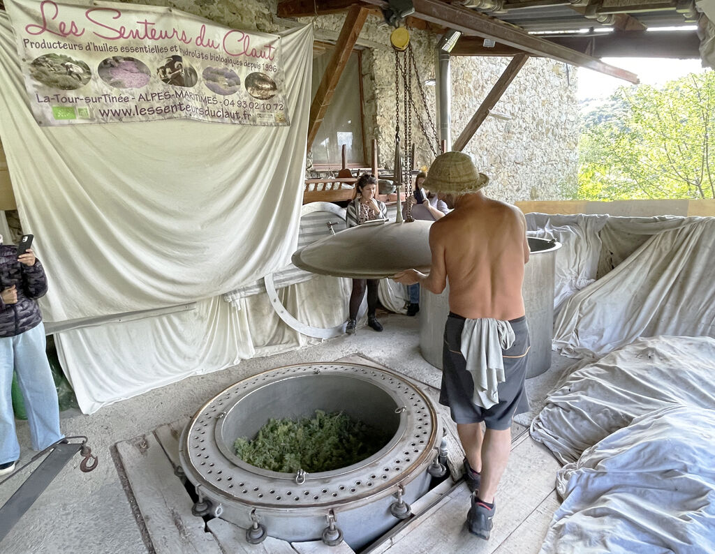 Préparation du genévrier dans l'alambic des Senteurs du Claut pour une distillation vers une huile essentielle.