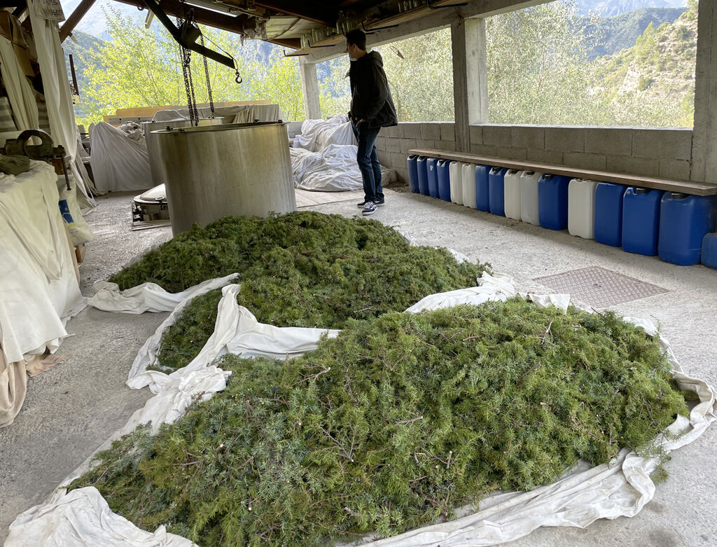 115Kg de genévrier récolté par les Senteurs du Claut pour une distillation d'huile essentielle.