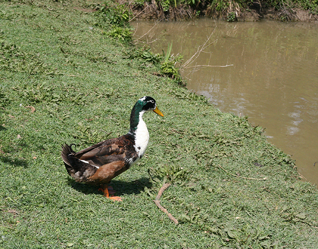 Canard de l'étang de Fontmerle, à la Valmasque Mougins.