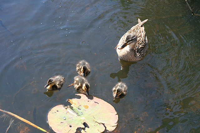 Famille de canards colverts à l'étang de Fontmerle, à la Valmasque Mougins.