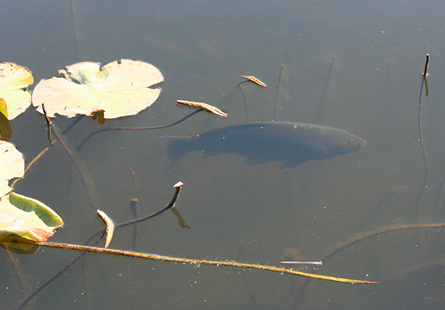 Carpe de l'étang de Fontmerle , à la Valmasque Mougins.