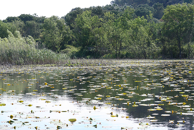 Atelier connaitre et reconnaitre les oiseaux, à l'étang de Fontmerle , à la Valmasque Mougins