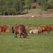 Highland cow, les vaches écossaisses, dans une ferme de Foyers.