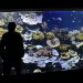 Visite du musée océanographique de Monaco, et ses aquariums.