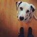 Questions à se poser avant d'adopter un chien : icic Domino notre dalmatien.